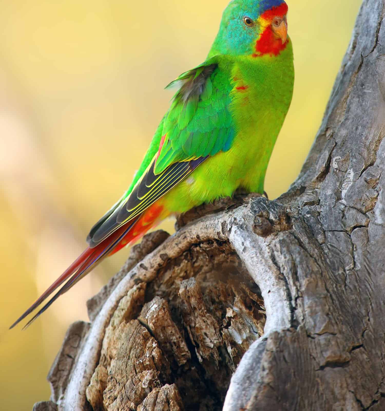 The 18 Most Common Parrots Found in Australia: ID Guide and Where to Spot Them - A-Z Animals