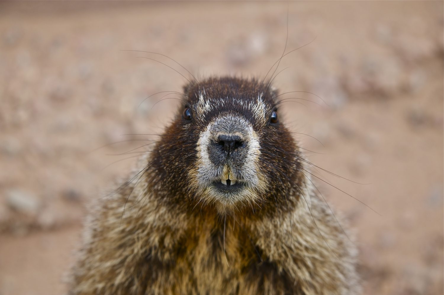 How Tall Is Pikes Peak? - A-Z Animals