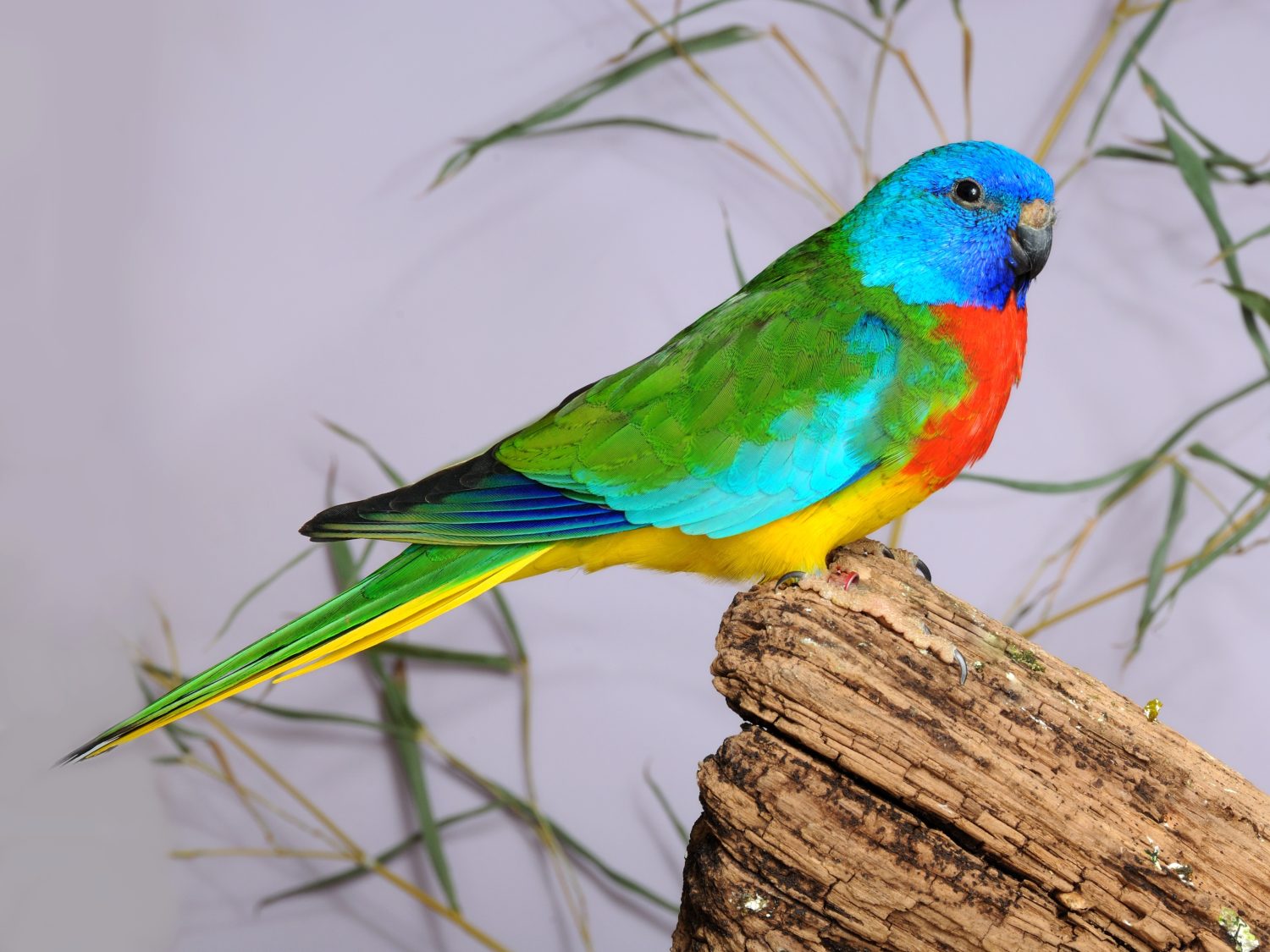 The 18 Most Common Parrots Found in Australia: ID Guide and Where to Spot Them - A-Z Animals