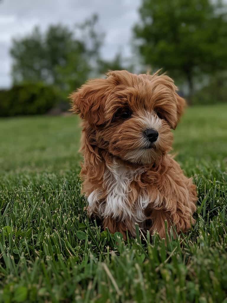 How Big Do Yorkipoos Get? Size Chart and Growth Milestones - A-Z Animals