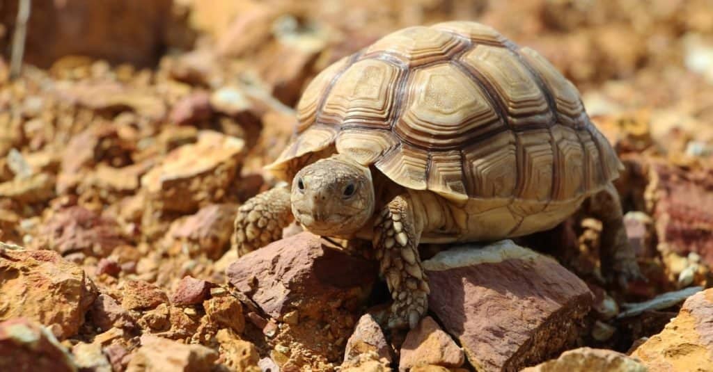 Baby Sulcata Tortoise: 10 Pictures and 10 Amazing Facts - A-Z Animals