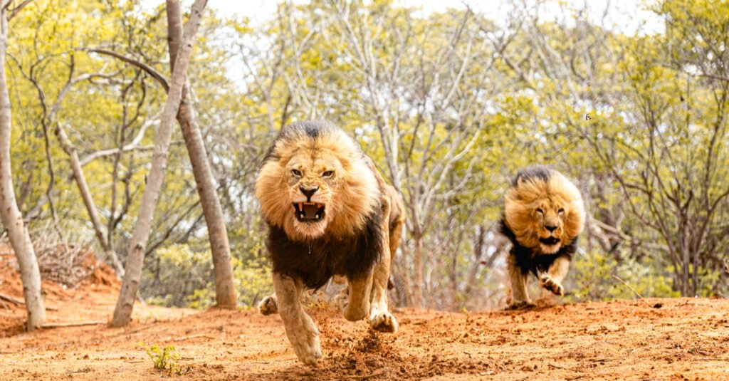 Yes, Lions Can Swim! 4 Facts About These Reluctant Swimmers - A-Z Animals