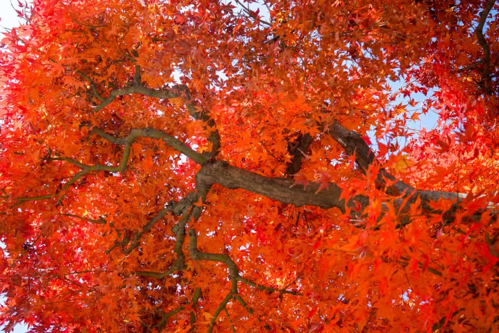 6 Signs That Something's Wrong With Your Red Maple