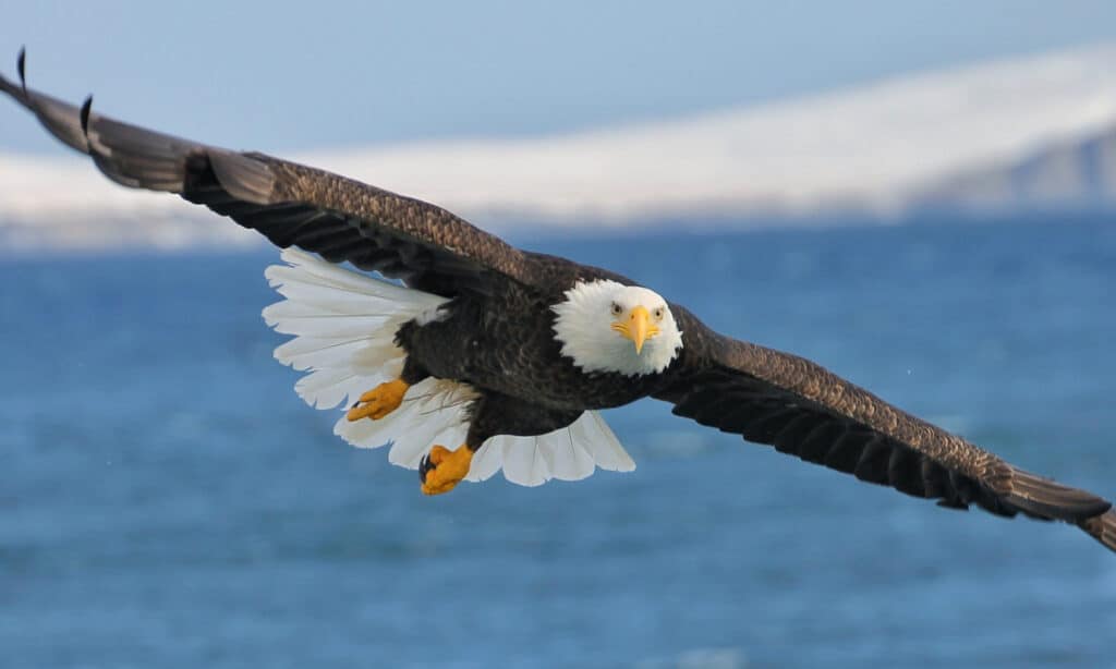 13 Incredible Birds You'll See Along the Continental Divide Trail - A-Z Animals