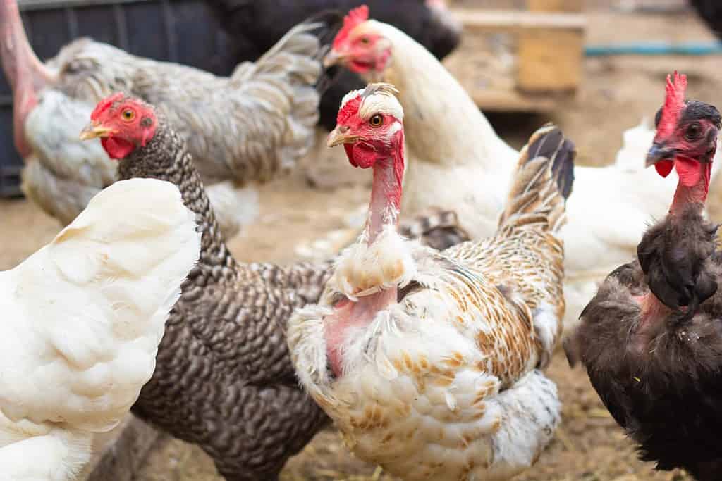 4 Reasons Eggs Are So Expensive in California - A-Z Animals