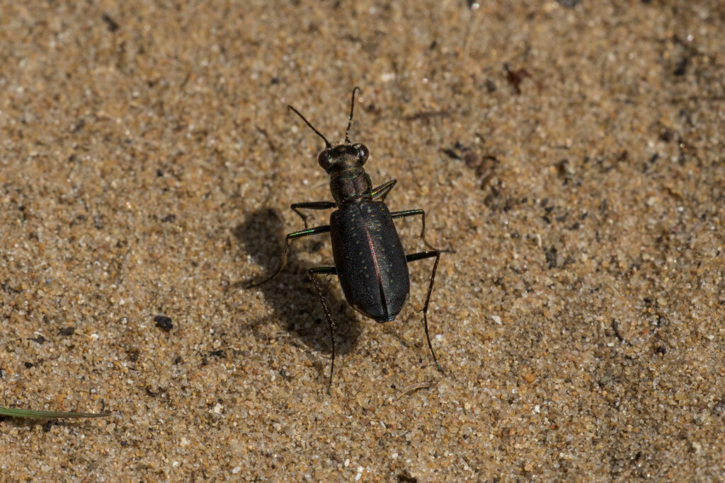 Meet the World's Fastest Running Insect (Proportionally, Faster than a Cheetah!) - A-Z Animals