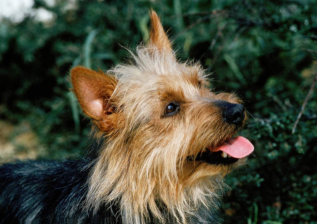 Australian Terrier vs Yorkshire Terrier: 12 Key Differences - A-Z Animals