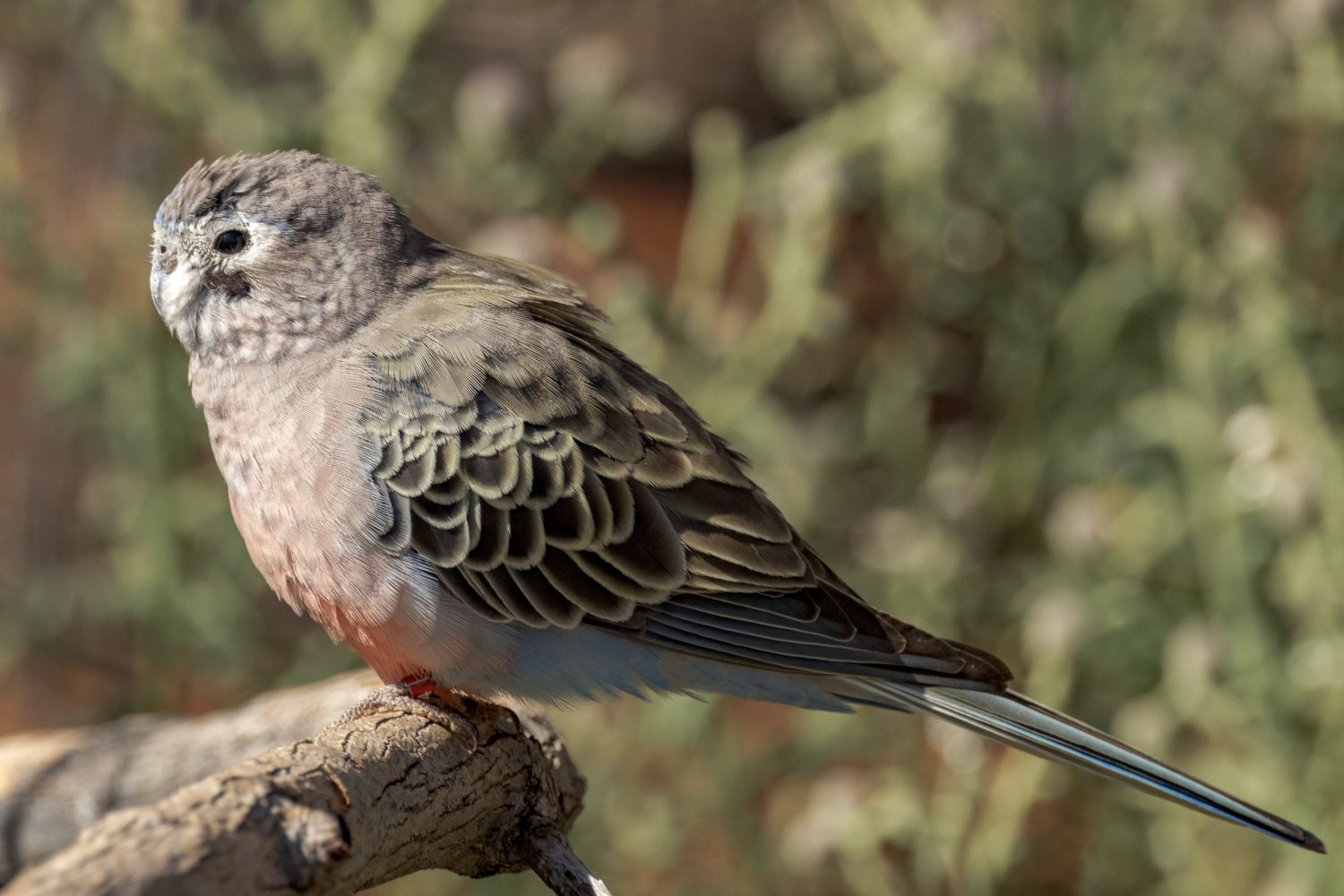 The 18 Most Common Parrots Found in Australia: ID Guide and Where to Spot Them - A-Z Animals