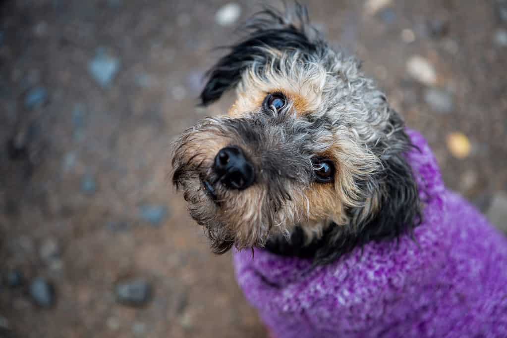 How Big Do Yorkipoos Get? Size Chart and Growth Milestones - A-Z Animals