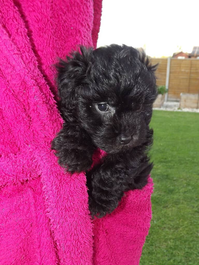 How Big Do Yorkipoos Get? Size Chart and Growth Milestones - A-Z Animals