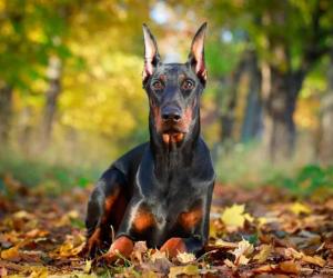 The 10 Most Common Health Problems in Doberman Pinschers