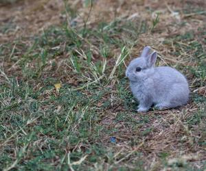 11 of Smallest Rabbits in the World - A-Z Animals