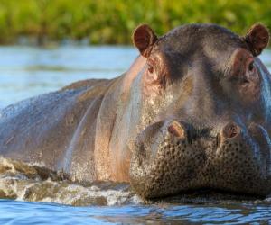 Watch This Stranded Lion Hang On for Dear Life to Avoid Hungry Hippos - A-Z Animals