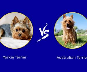 Australian Terrier vs Yorkshire Terrier: 12 Key Differences - A-Z Animals