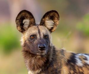 Watch These Cunning Wild Dogs Outsmart a Hungry Lioness - A-Z Animals