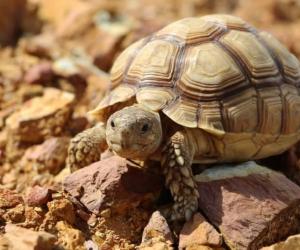 Baby Sulcata Tortoise: 10 Pictures and 10 Amazing Facts - A-Z Animals