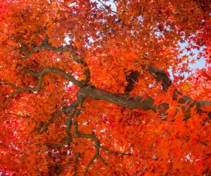 6 Signs That Something's Wrong With Your Red Maple