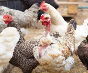 4 Reasons Eggs Are So Expensive in California - A-Z Animals