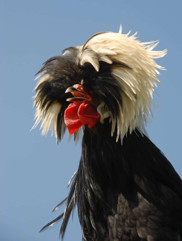 Discover 20 Different Types of Roosters (and What Makes Each Unique) - A-Z Animals