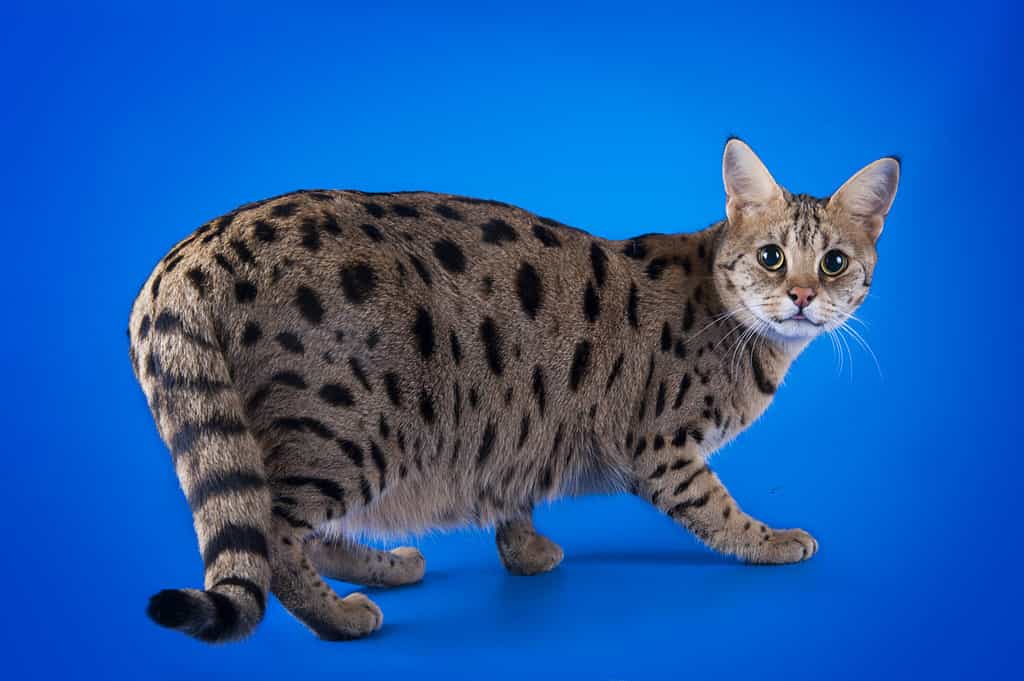 Meet the Bengal Cat — The Leopard Cat Everyone Is Talking About - A-Z Animals