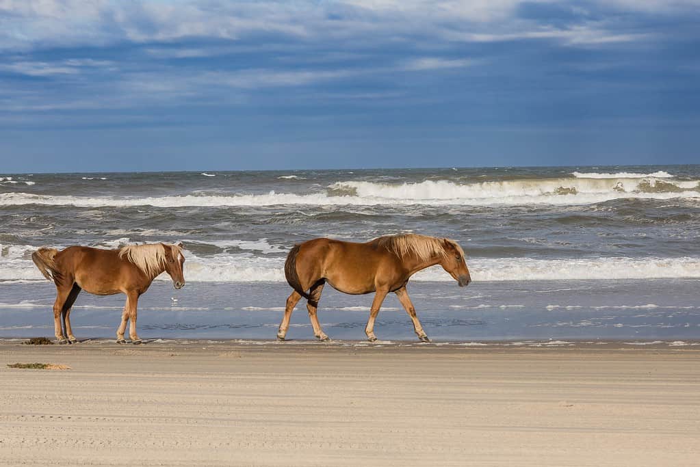 The 10 Busiest Airports in North Carolina, Ranked - A-Z Animals