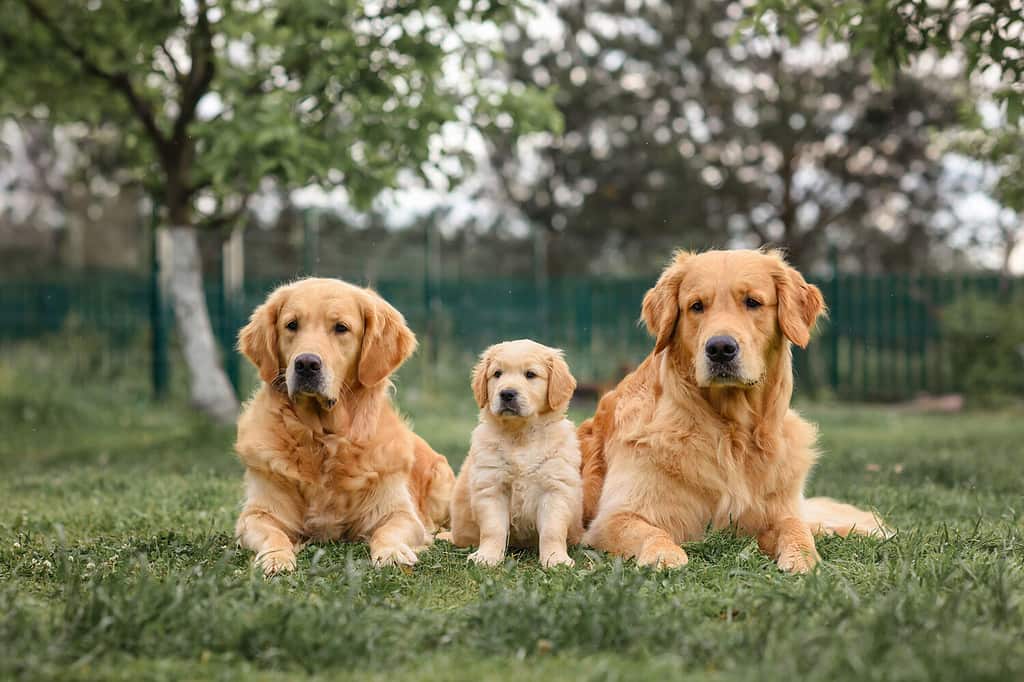 Goldendoodle vs. Golden Retriever: 5 Key Differences Explained - A-Z Animals