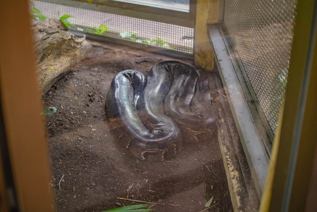 See How This Enormous Python’s Pretzel Disguise Fools No One - A-Z Animals