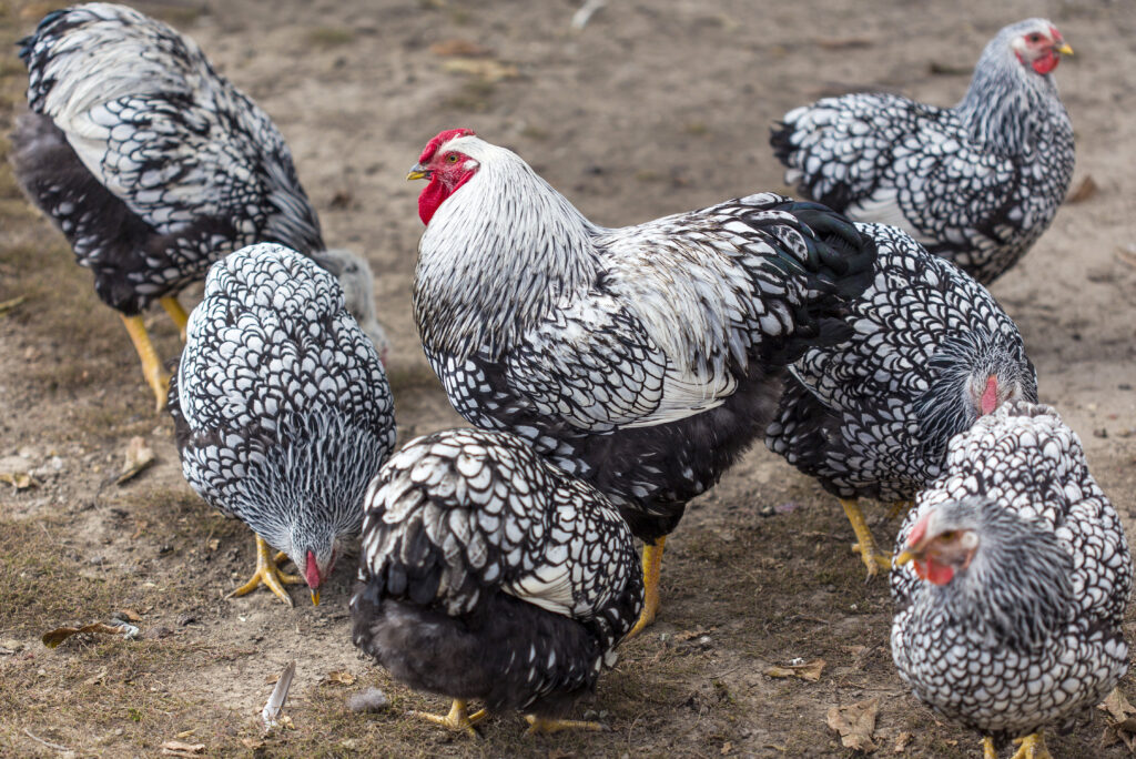 Discover 20 Different Types of Roosters (and What Makes Each Unique) - A-Z Animals