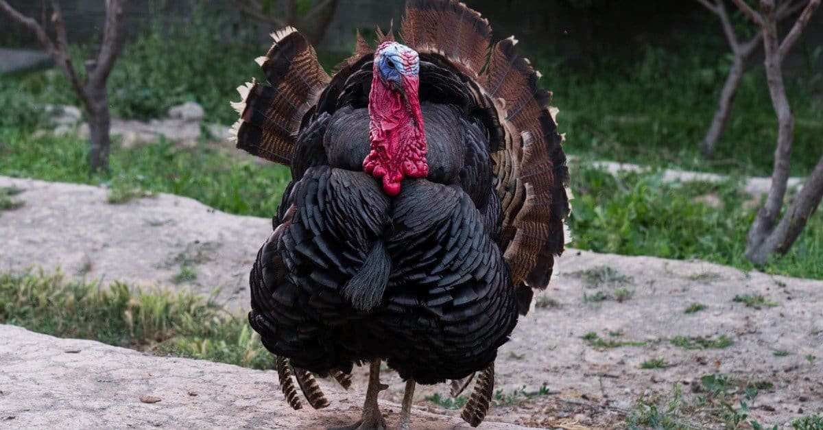 The Top 10 Turkey-Producing States in the Country - A-Z Animals