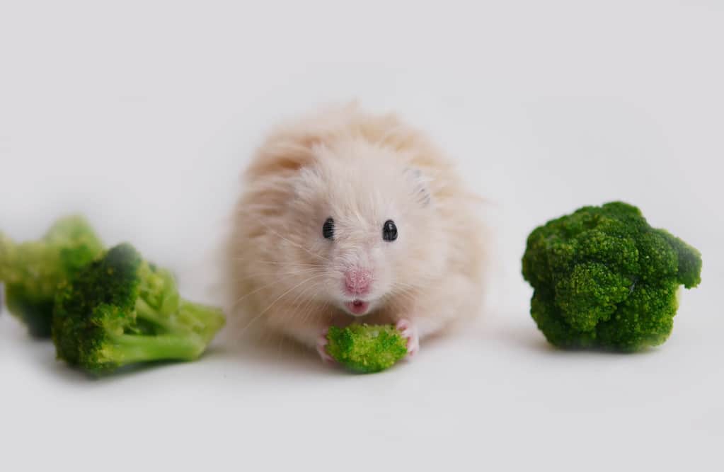 How Long Can Your Hamster Go Without Eating? Six Tips for Keeping Them Alive - A-Z Animals