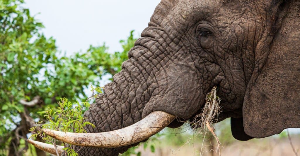 Watch What Happens When Elephants Find Electric Fences in Their Path - A-Z Animals