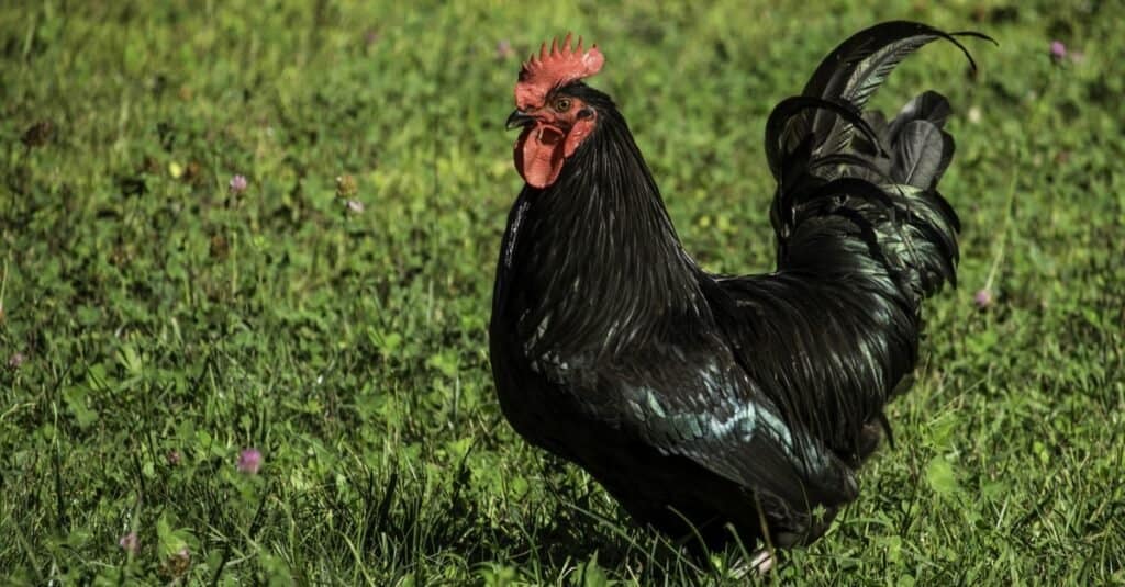 Discover 20 Different Types of Roosters (and What Makes Each Unique) - A-Z Animals