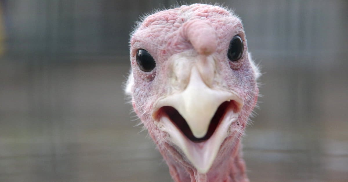 The Top 10 Turkey-Producing States in the Country - A-Z Animals