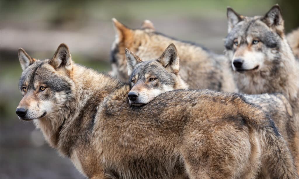 Do Wolves Mate for Life? 20 Amazing Facts About These Loyal Animals - A-Z Animals