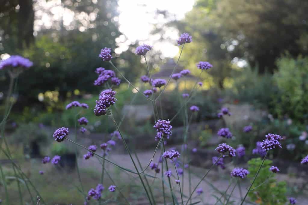 Can Lavender Survive Winter? # Tips for Keeping It Alive - A-Z Animals