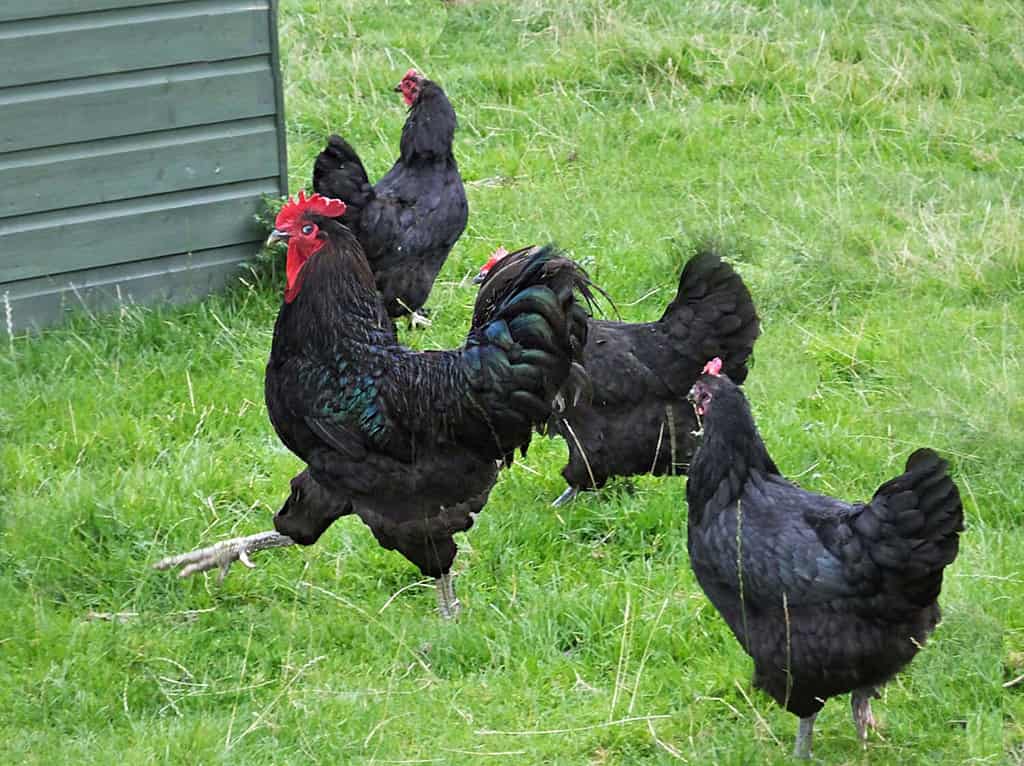 Discover 20 Different Types of Roosters (and What Makes Each Unique) - A-Z Animals