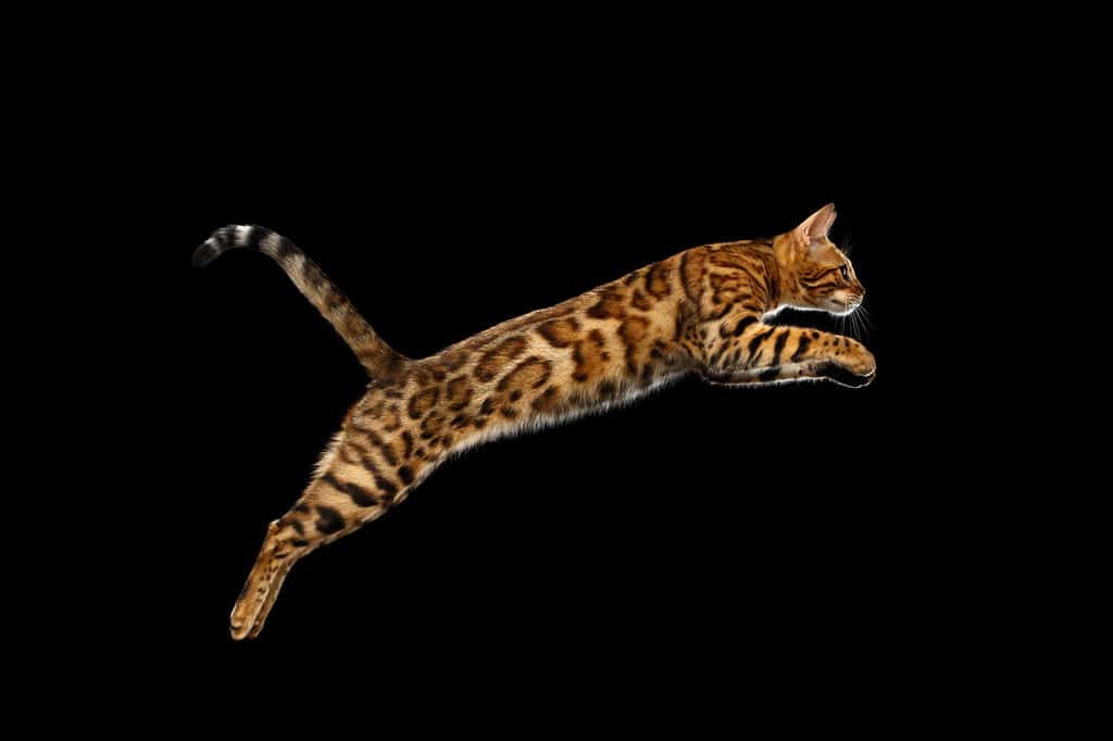 Meet the Bengal Cat — The Leopard Cat Everyone Is Talking About - A-Z Animals