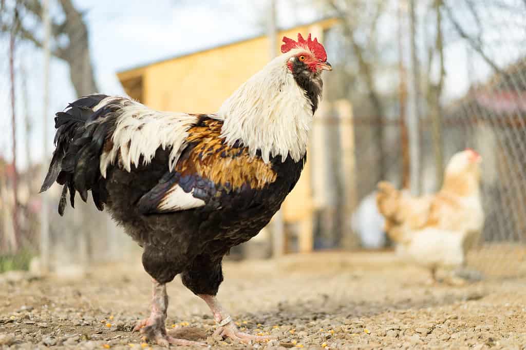 Discover 20 Different Types of Roosters (and What Makes Each Unique) - A-Z Animals