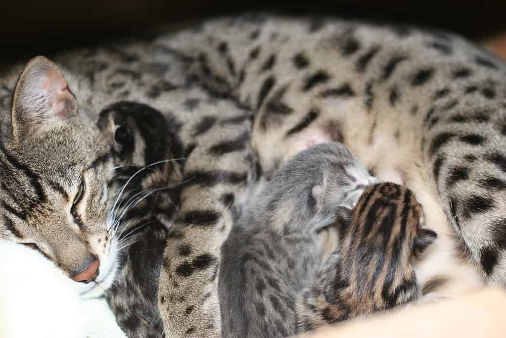 Meet the Bengal Cat — The Leopard Cat Everyone Is Talking About - A-Z Animals