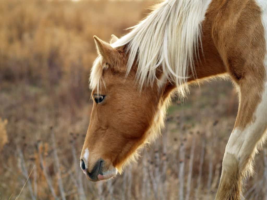 The 27 Most Unique Places in Virginia That Should Be On Your Must-Visit List - A-Z Animals