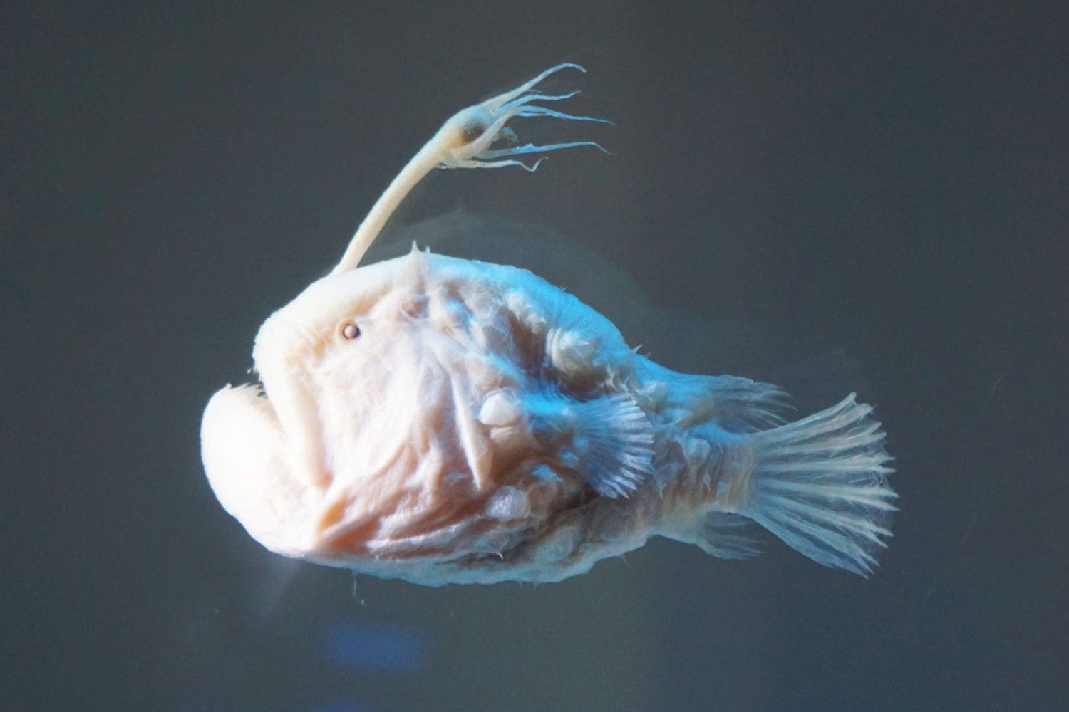 The 20 Scariest Things Still Lurking in the Ocean Today - A-Z Animals