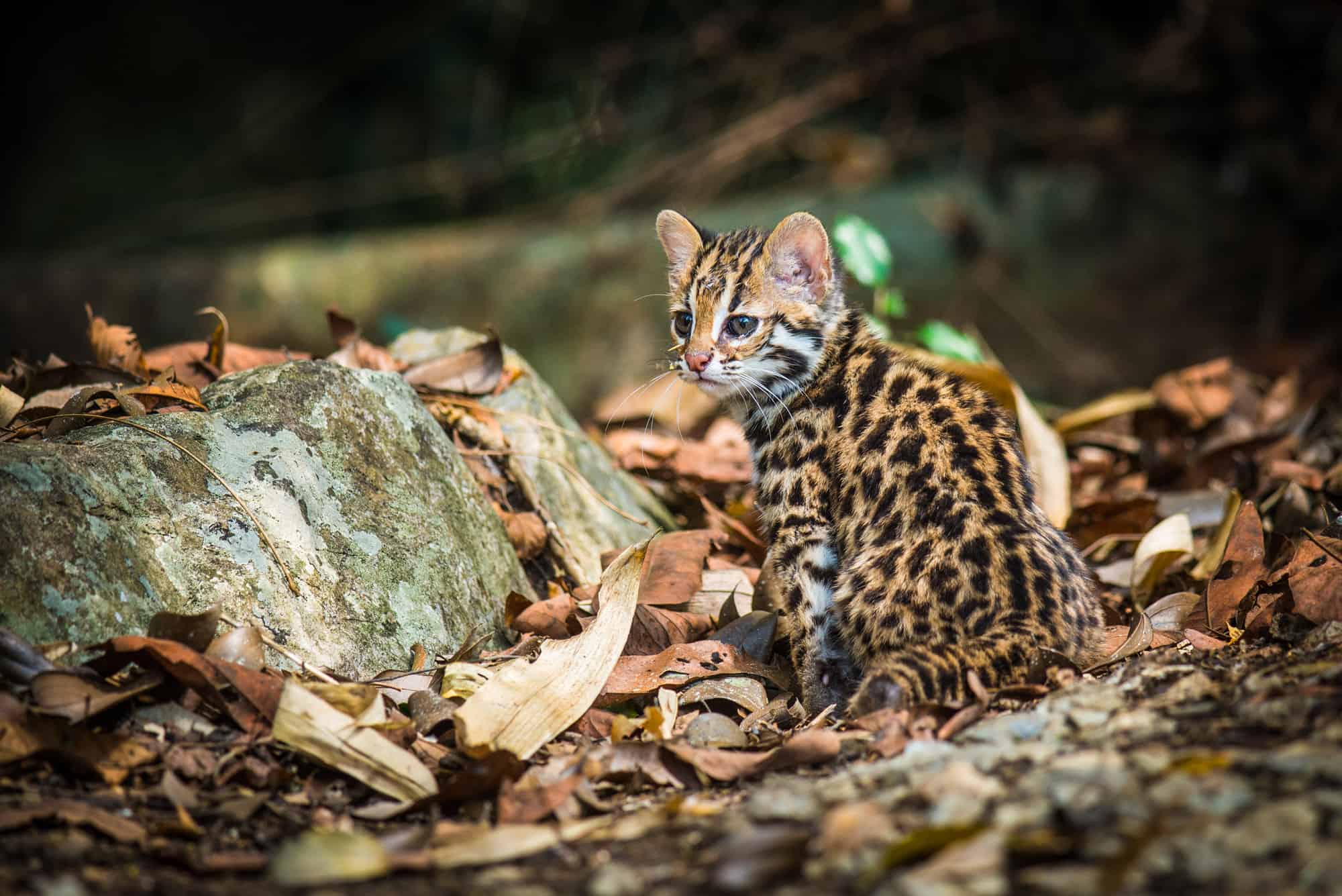 Meet the Bengal Cat — The Leopard Cat Everyone Is Talking About - A-Z Animals