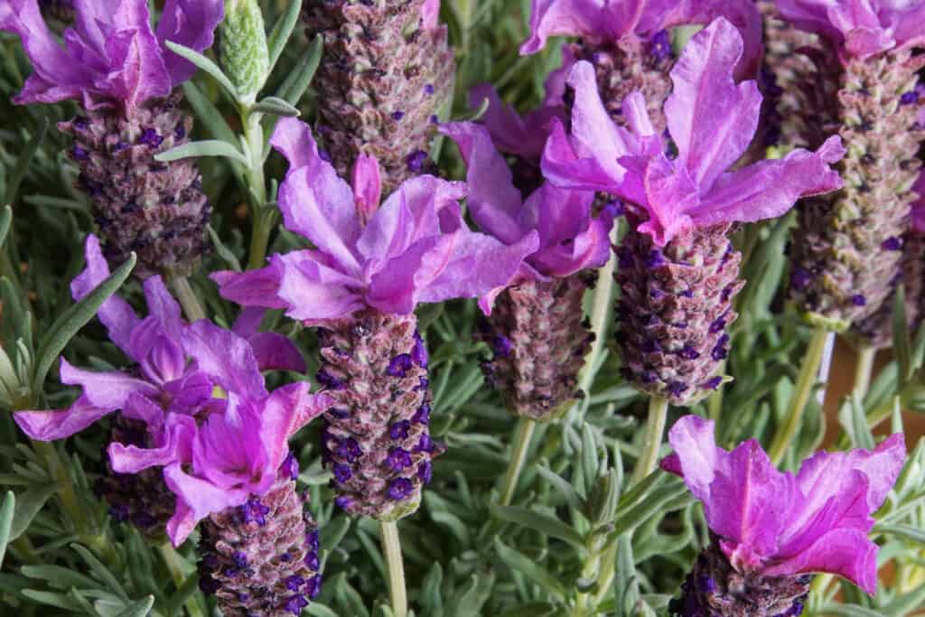 Can Lavender Survive Winter? # Tips for Keeping It Alive - A-Z Animals