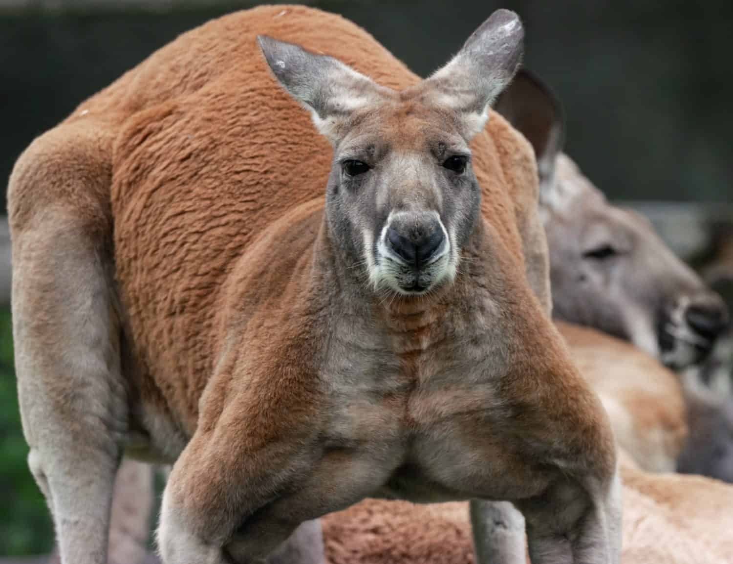 The Largest Kangaroo Ever Caught in Australia - A-Z Animals