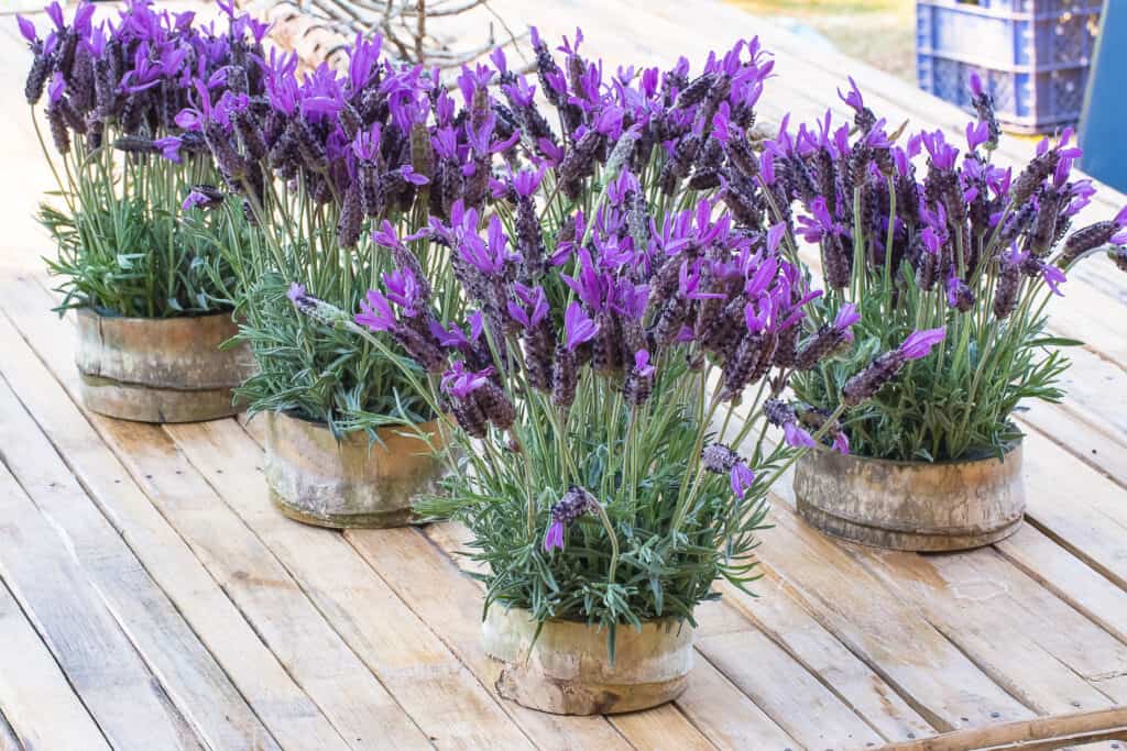 Can Lavender Survive Winter? # Tips for Keeping It Alive - A-Z Animals