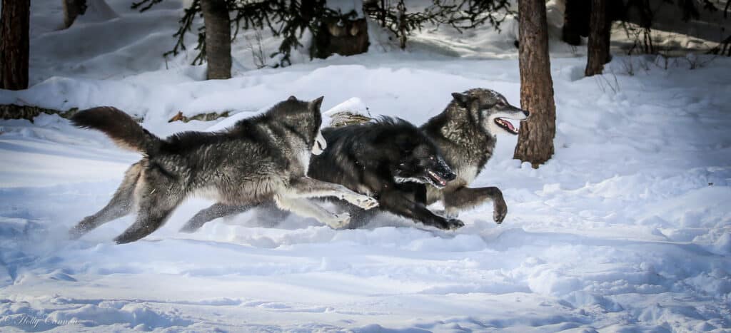 Do Wolves Mate for Life? 20 Amazing Facts About These Loyal Animals - A-Z Animals