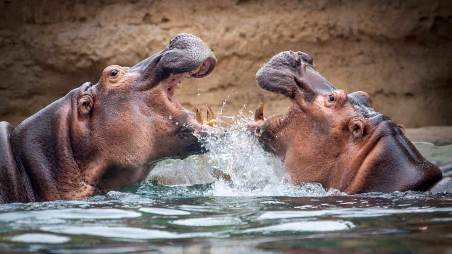 See Footage of Two Male Hippos Fighting Over Territory - A-Z Animals