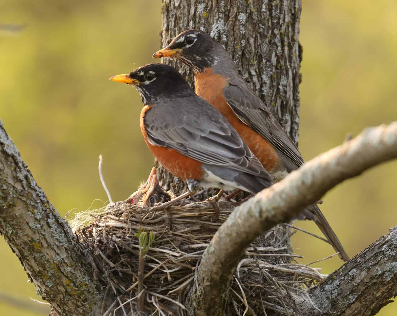 12 Birth Month Birds: Here's What Your Bird Symbolizes - A-Z Animals