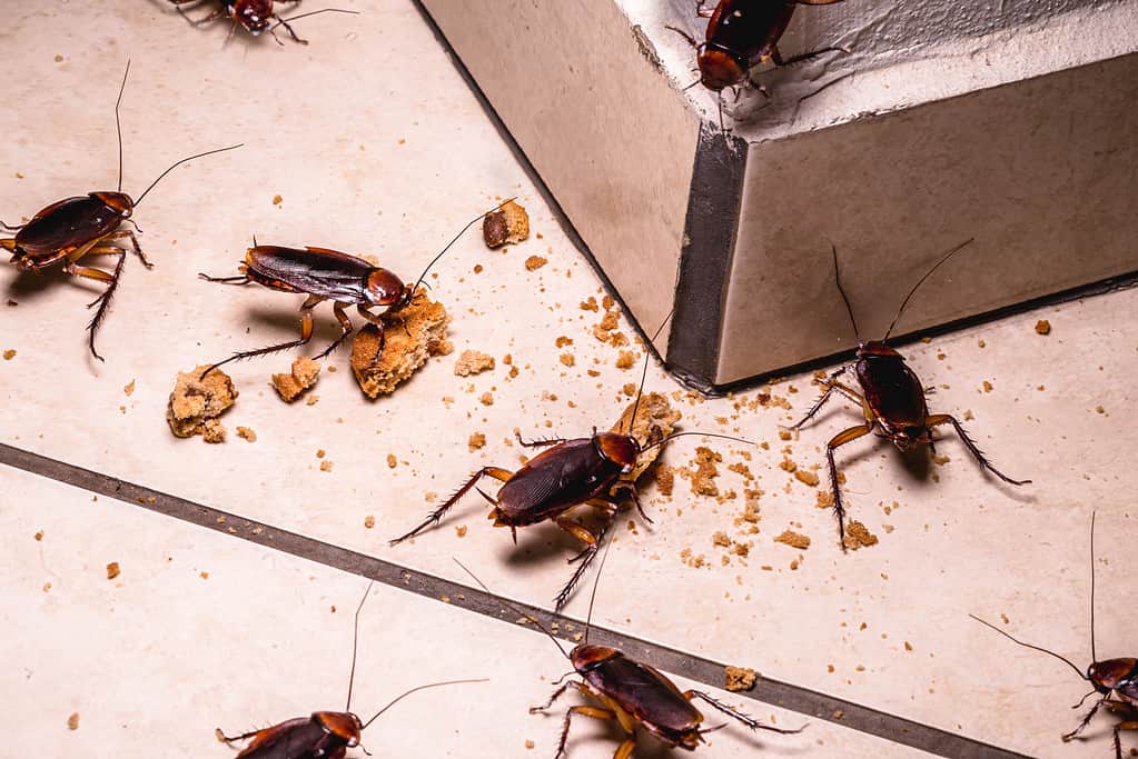 The Most Effective Homemade Roach Killer Solutions  - A-Z Animals