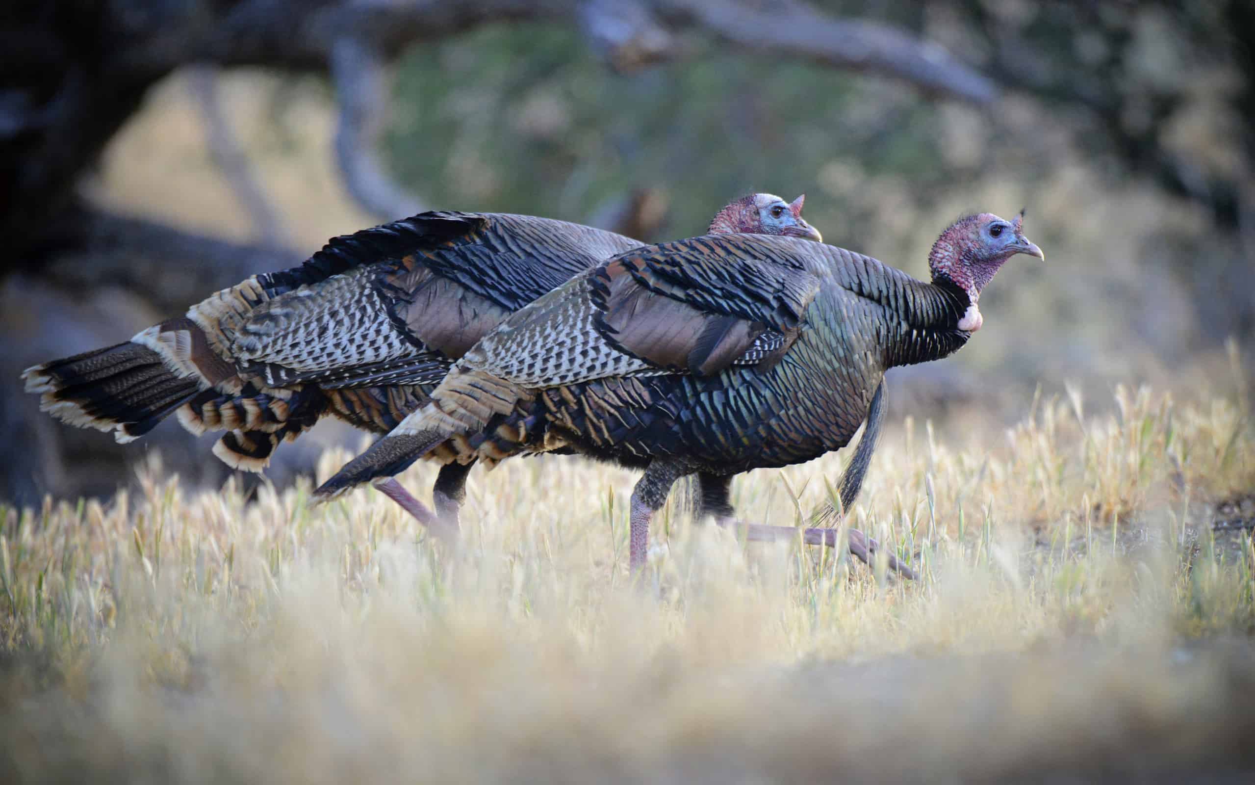 The Top 10 Turkey-Producing States in the Country - A-Z Animals